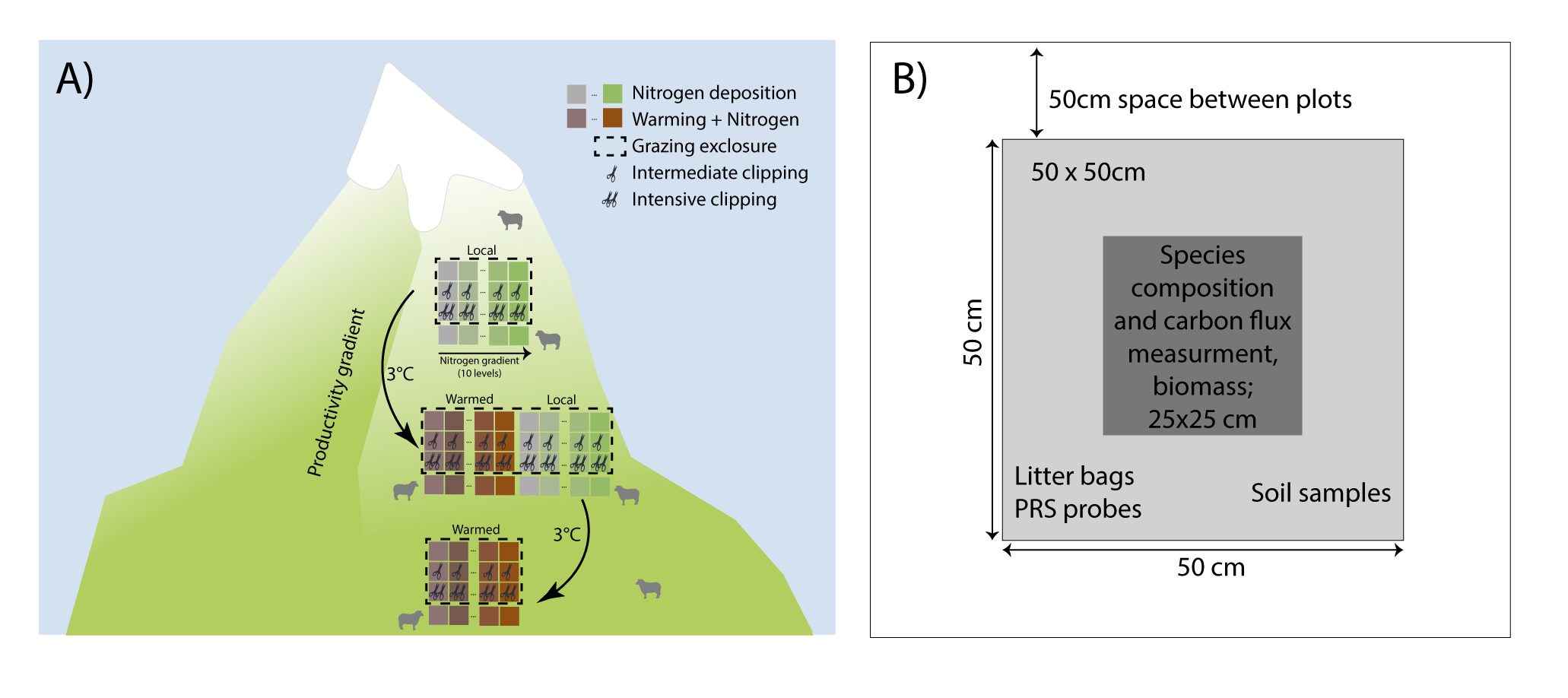 A conceptual figure showing the experimental design and plot set up.