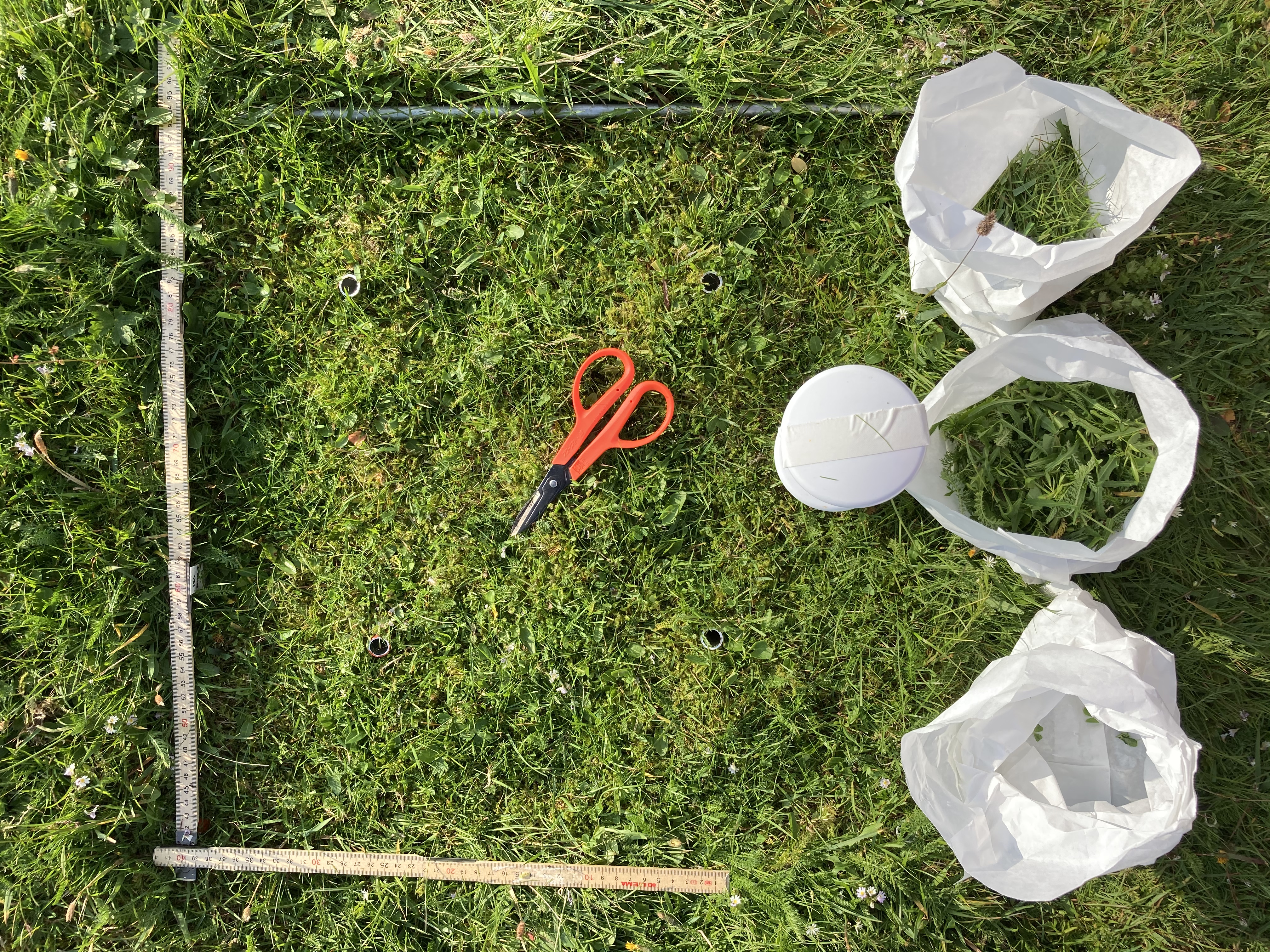 A photo showing a plot that has been clipped and the biomass sorted to functional groups.