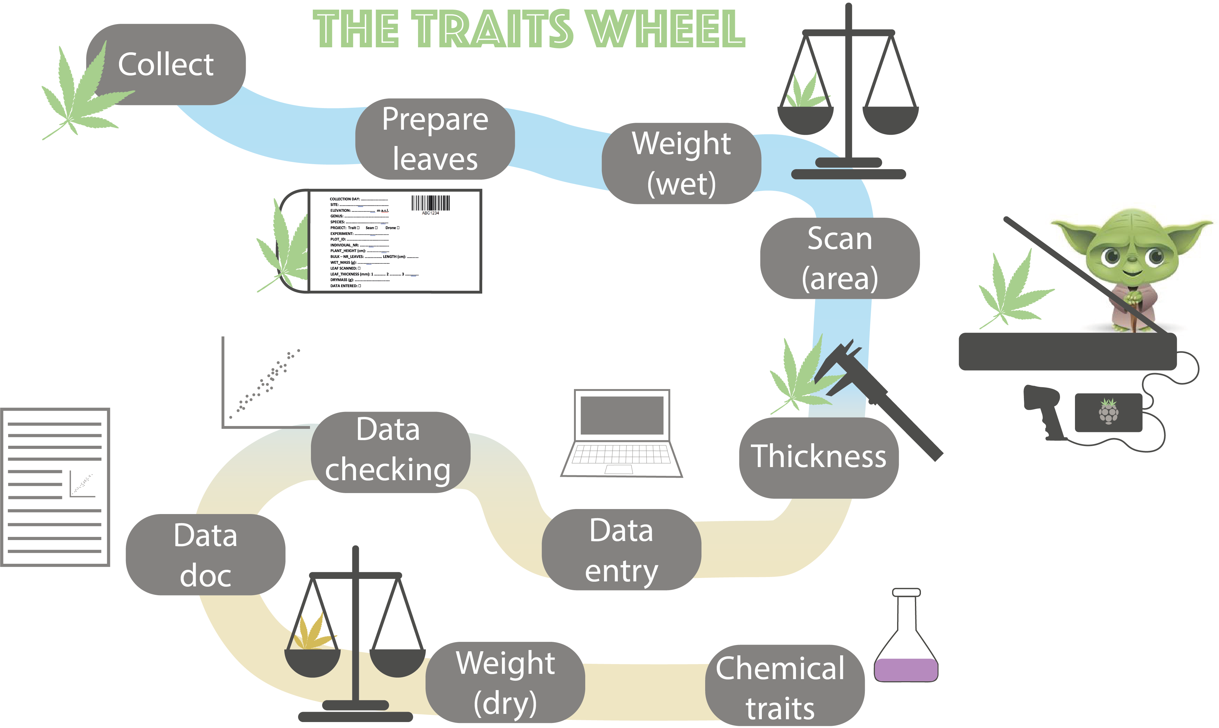 Conceptual figure showing the different steps from collecting, processing and curating data in the trait wheel.