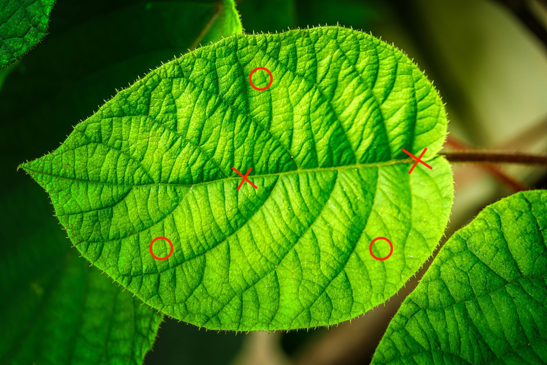 A photo of a leaf showing valind an not valid points such as the midrib to measure leaf thickness.